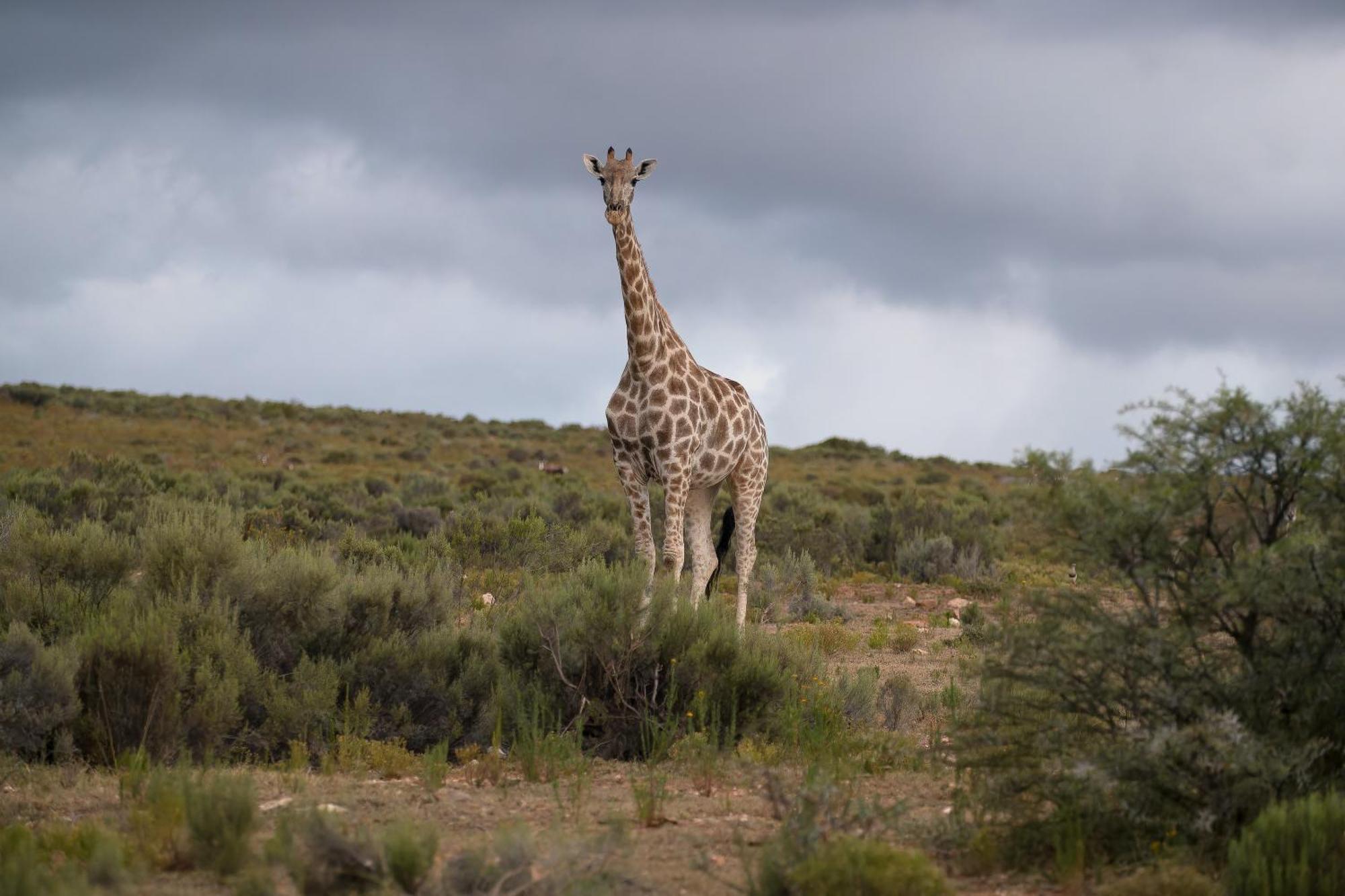 Swartberg Private Game Lodge Oudtshoorn Buitenkant foto